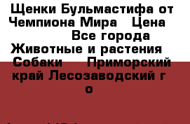 Щенки Бульмастифа от Чемпиона Мира › Цена ­ 1 000 - Все города Животные и растения » Собаки   . Приморский край,Лесозаводский г. о. 